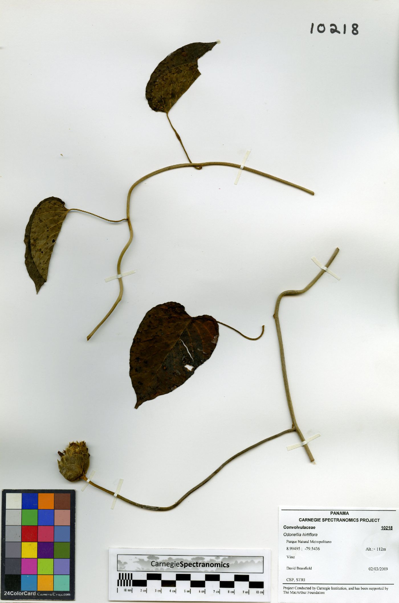 Odonellia hirtiflora image