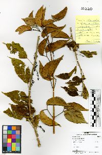 Trichostigma octandrum image