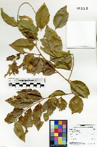 Securidaca diversifolia image