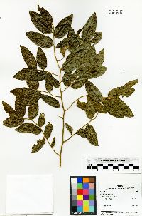 Machaerium riparium image