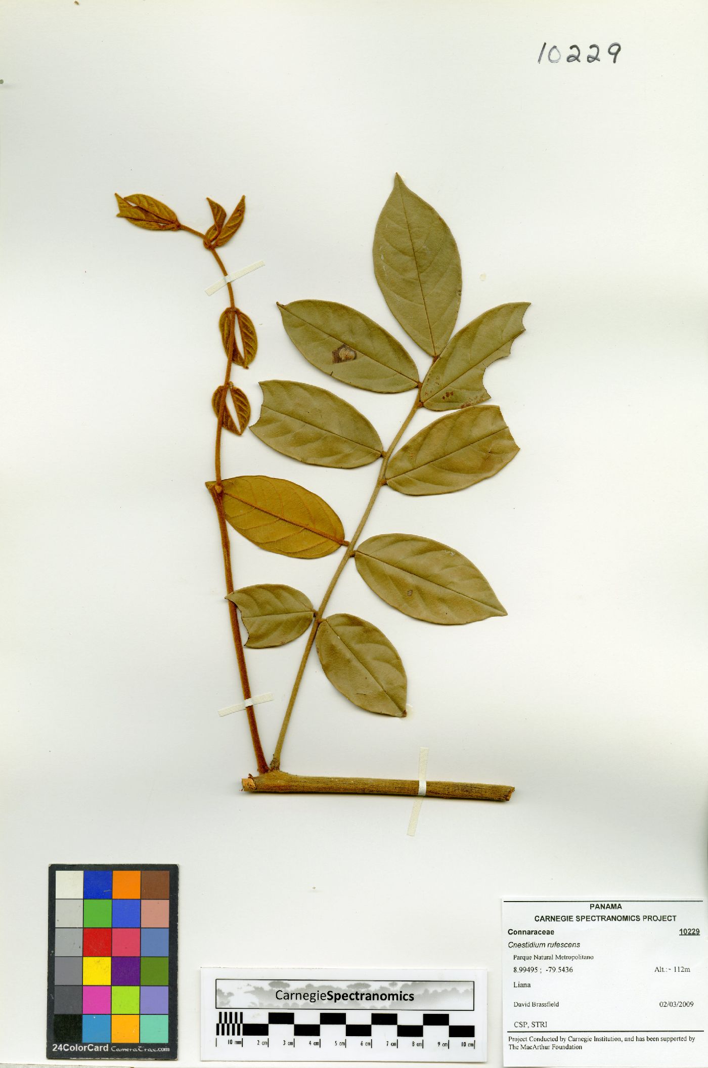 Cnestidium rufescens image