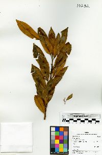 Virola multiflora image