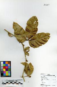 Image of Cayaponia granatensis