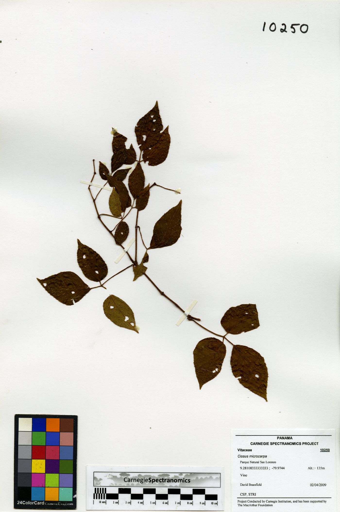 Cissus microcarpa image