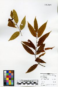 Lacmellea panamensis image