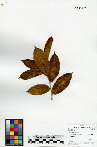 Ficus paraensis image