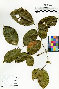 Platymiscium pinnatum image