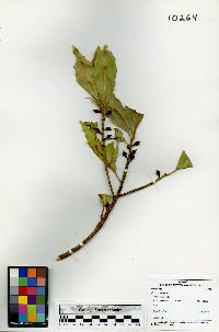 Ficus yoponensis image