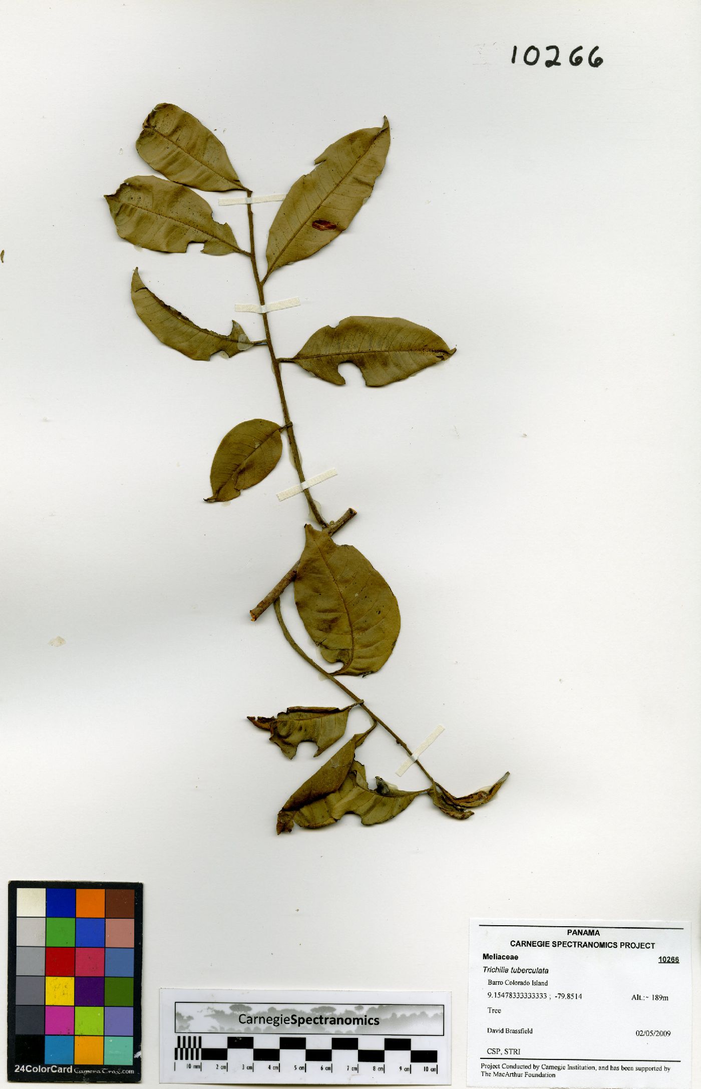 Trichilia tuberculata image