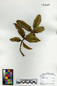 Trattinnickia aspera image