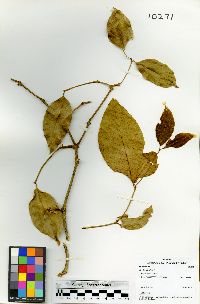 Image of Gnetum leyboldii