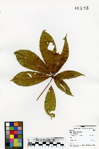 Pseudobombax septenatum image