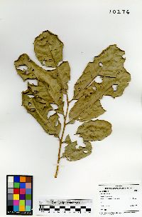 Cupania latifolia image