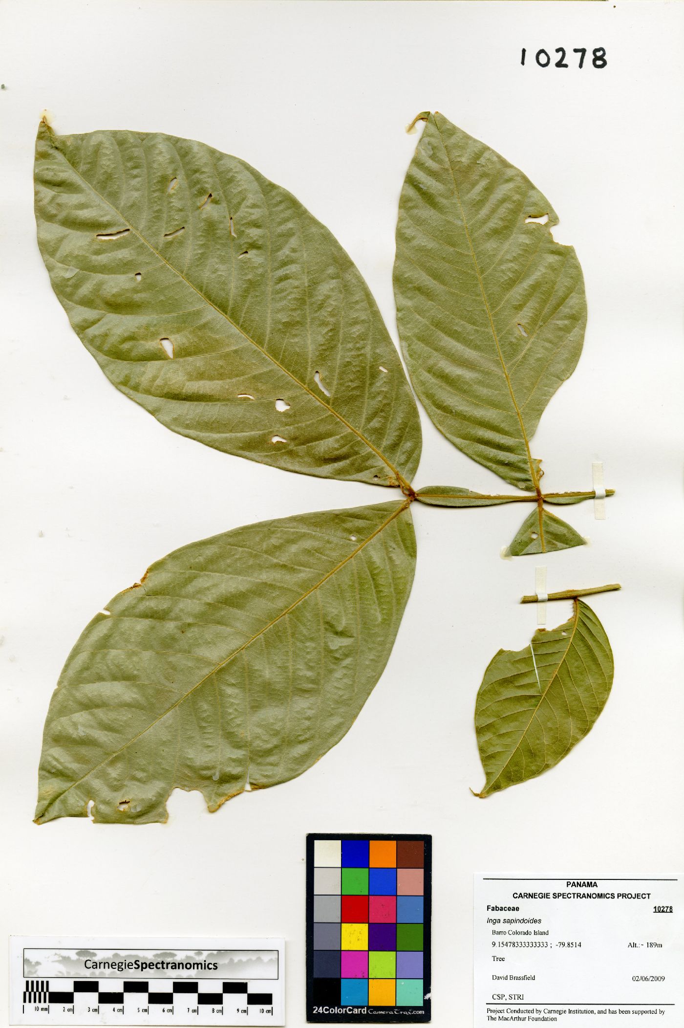 Inga sapindoides image