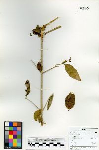 Chomelia psilocarpa image