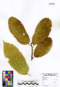 Quararibea costaricensis image