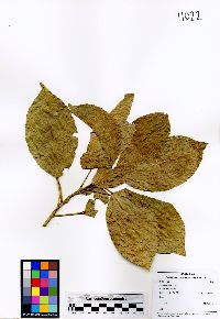 Hasseltia floribunda image