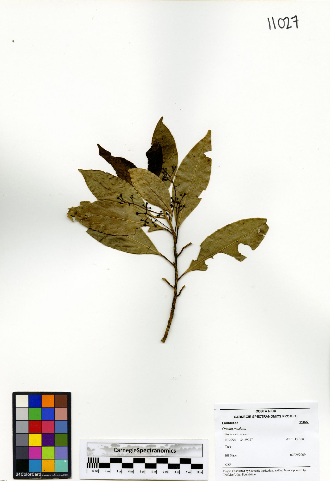 Ocotea meziana image