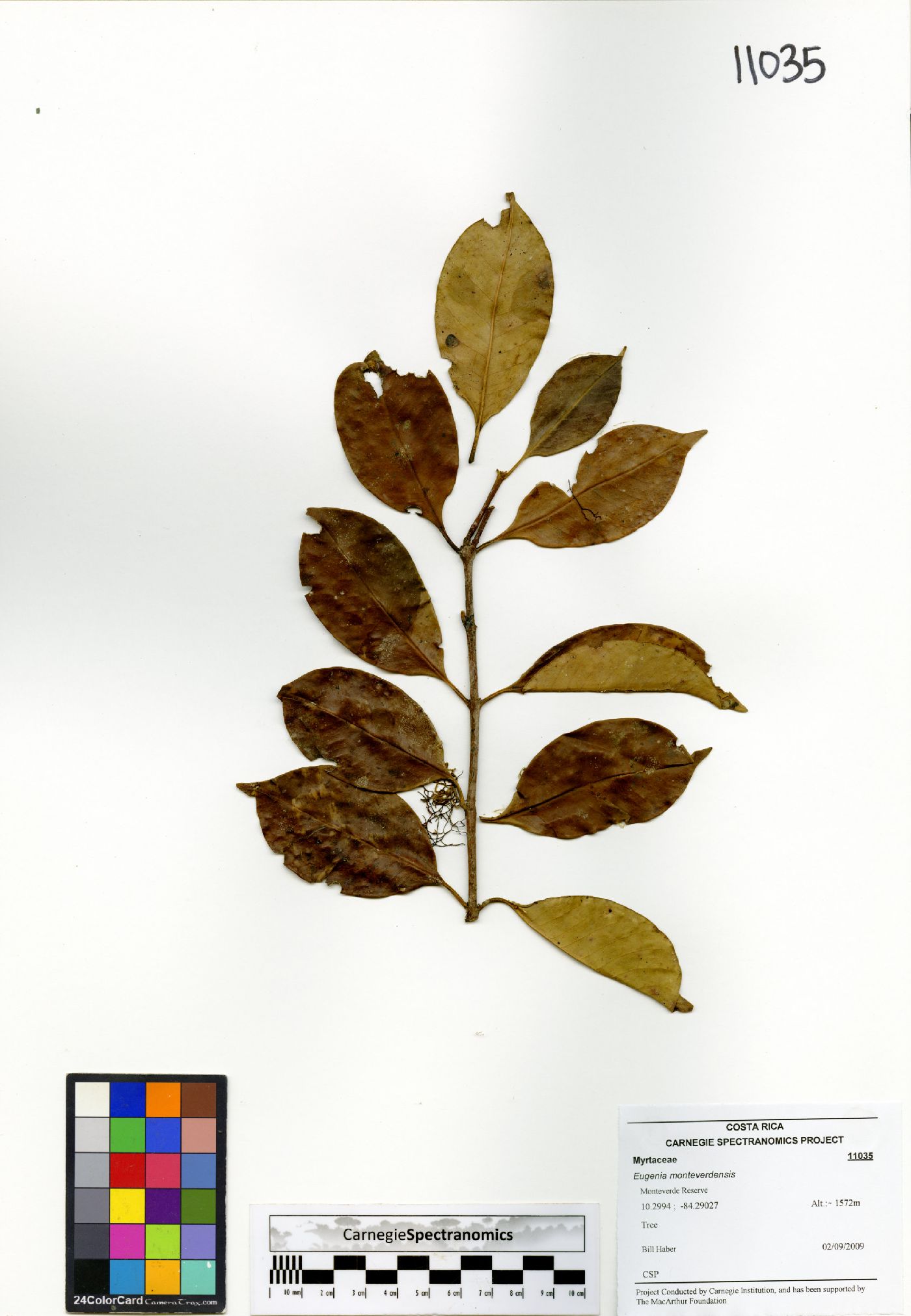 Eugenia monteverdensis image