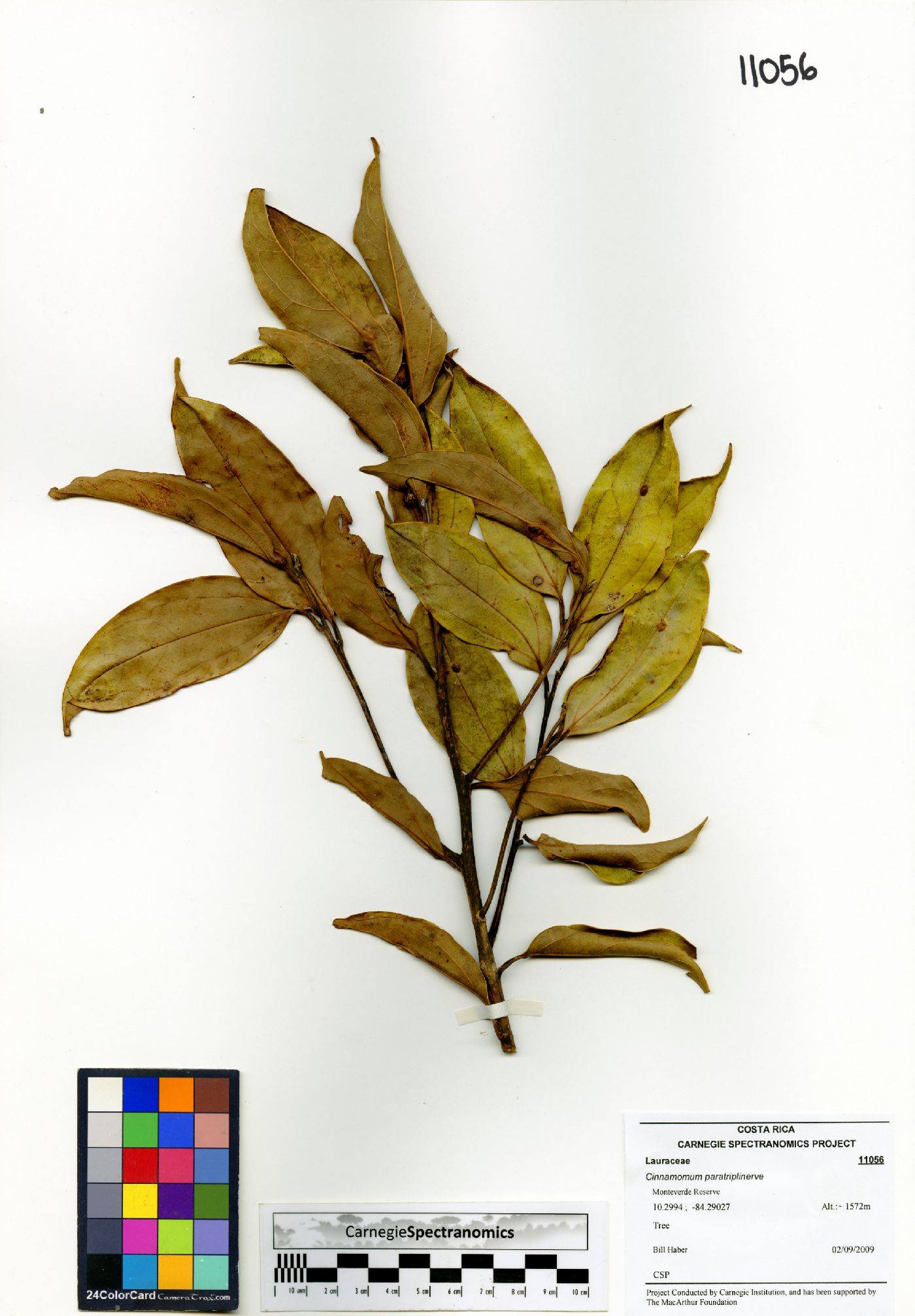 Aiouea paratriplinervis image