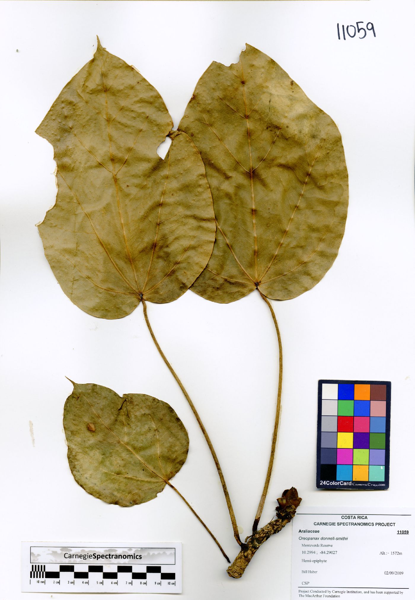 Oreopanax donnell-smithii image