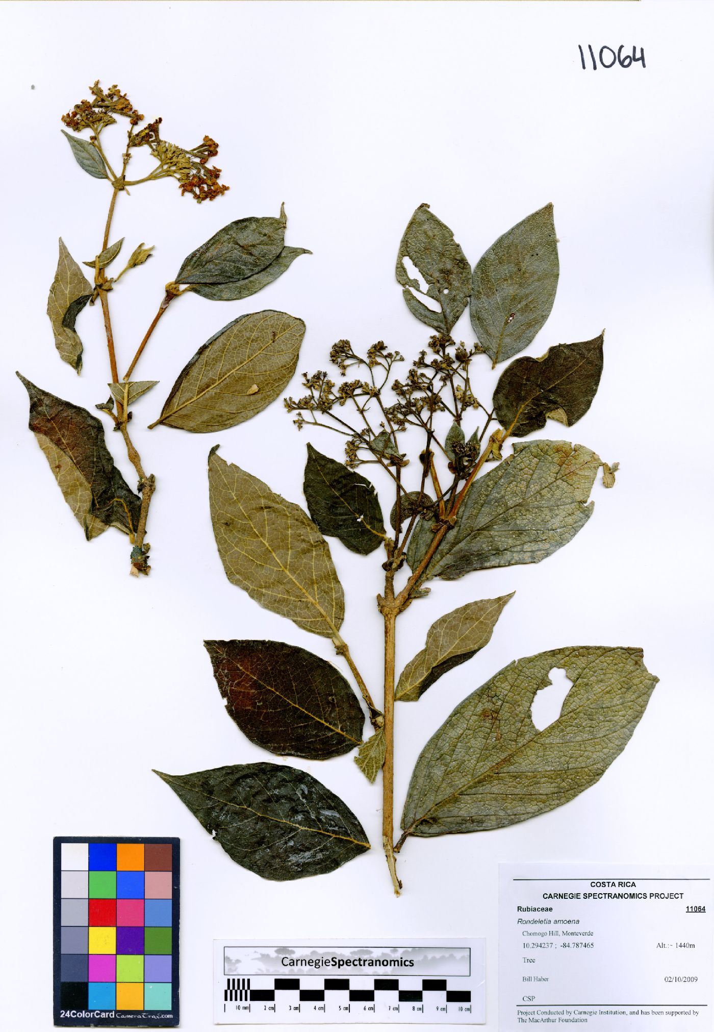Rondeletia amoena image