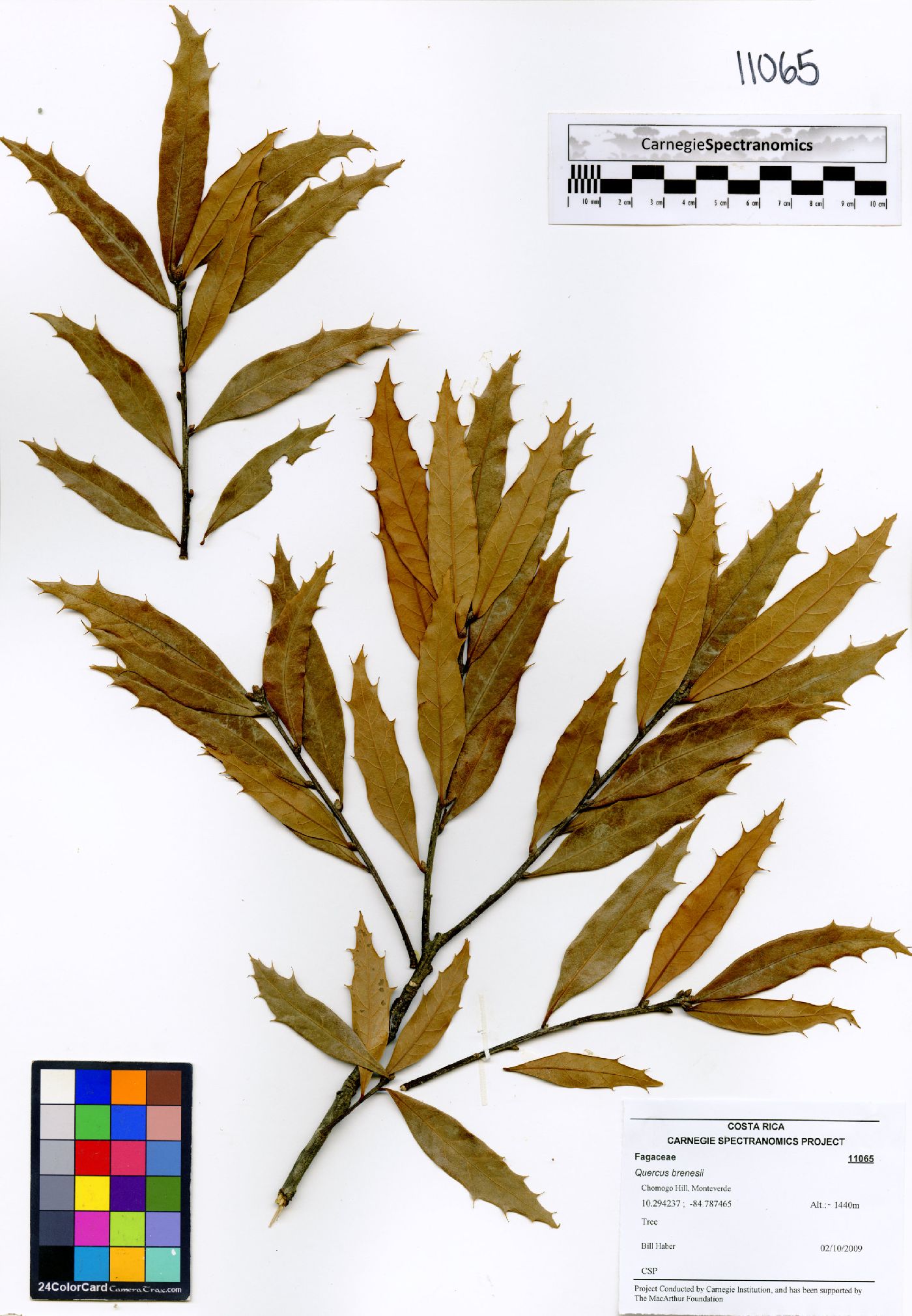 Quercus brenesii image