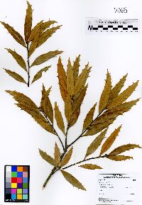 Quercus brenesii image
