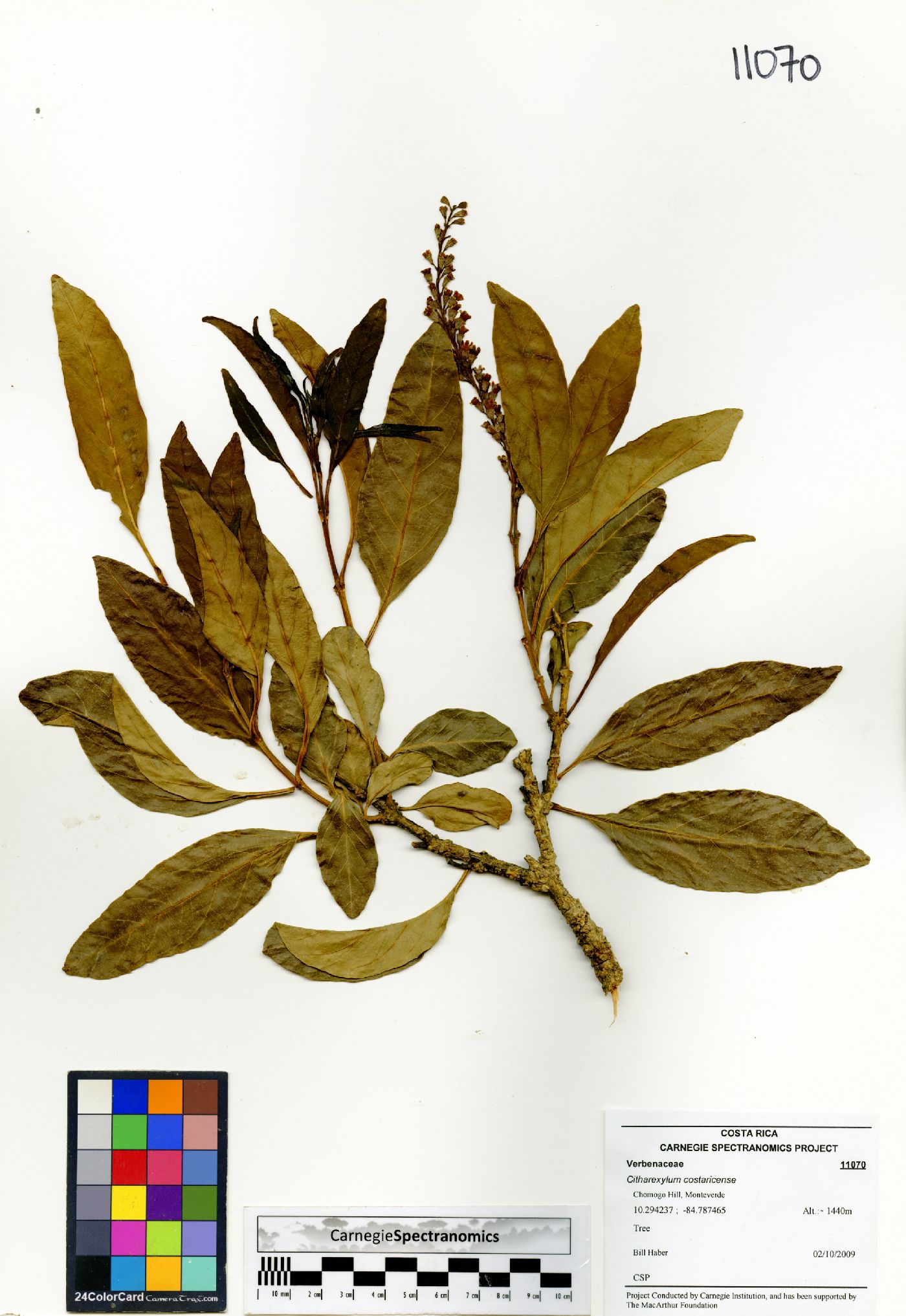 Citharexylum costaricense image