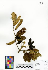 Brunellia costaricensis image