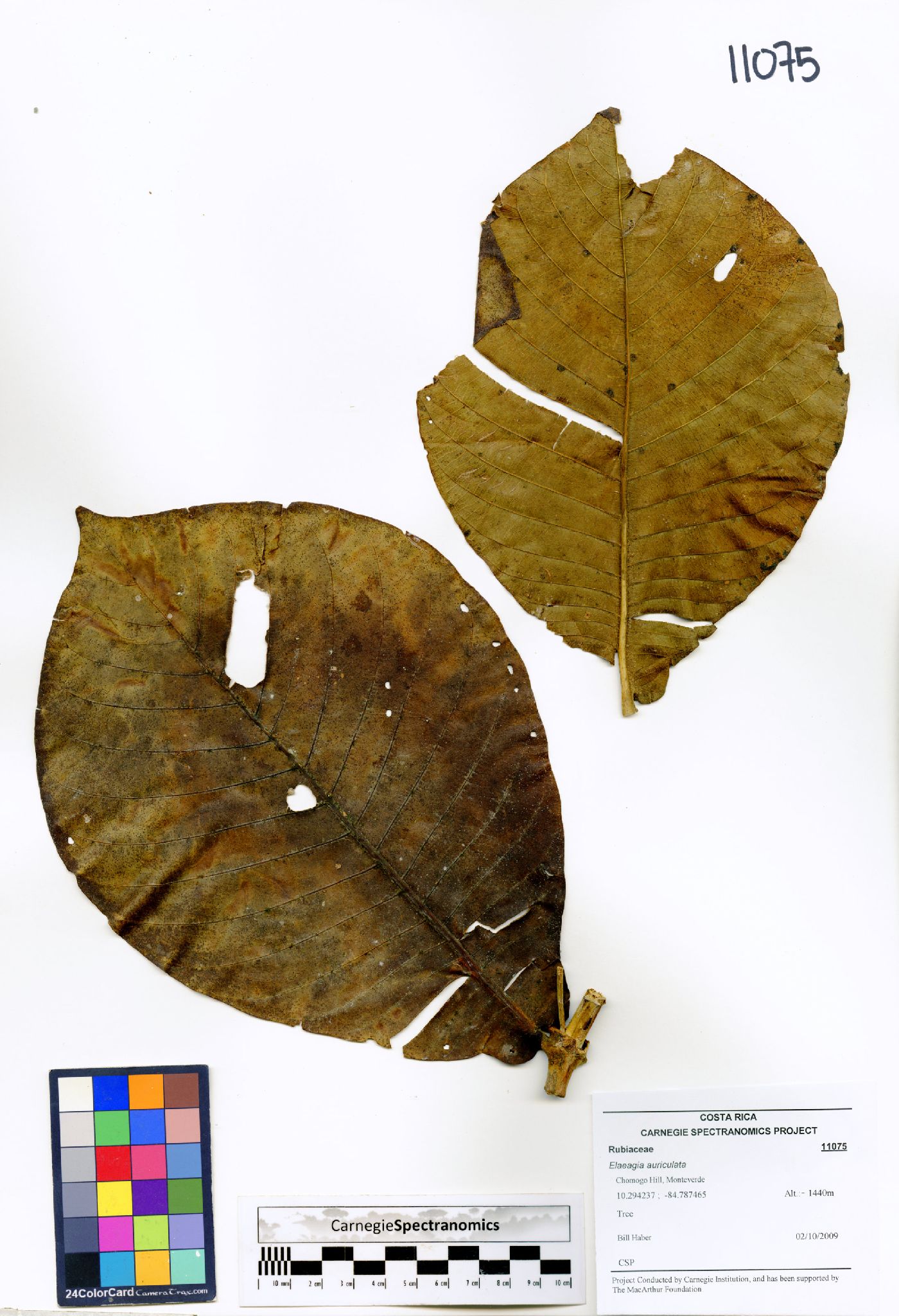 Elaeagia auriculata image