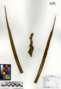 Image of Prestoea acuminata