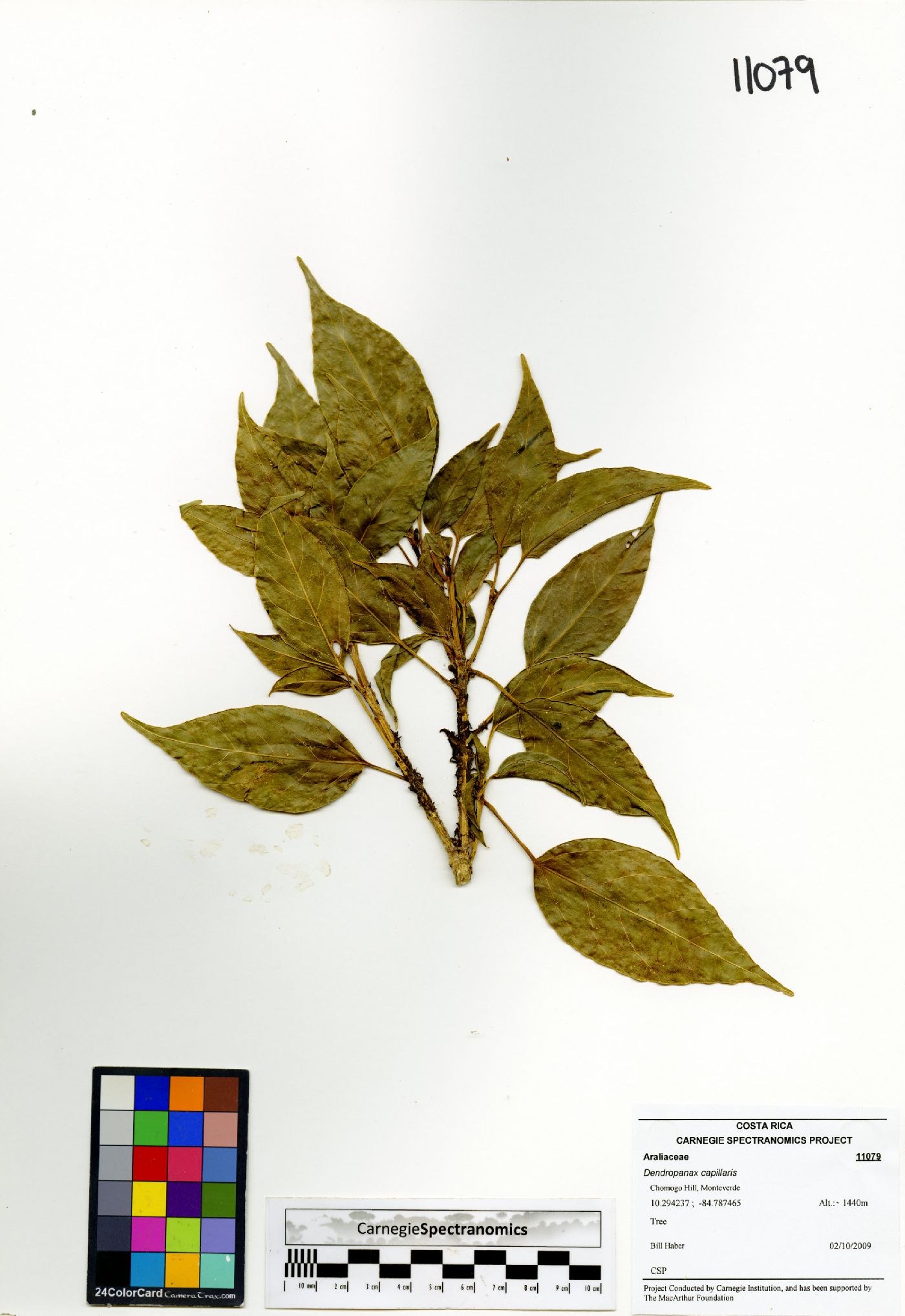 Dendropanax capillaris image