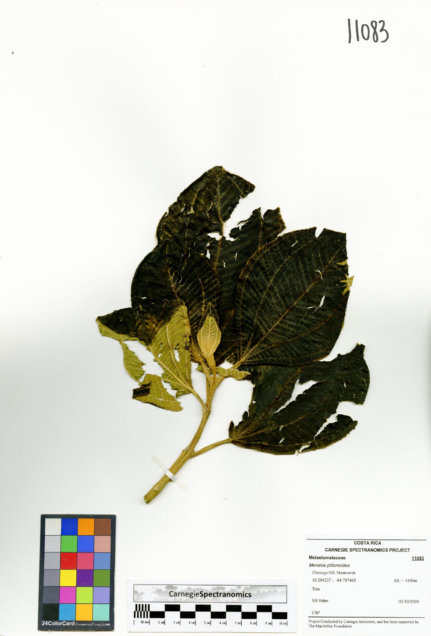 Meriania phlomoides image