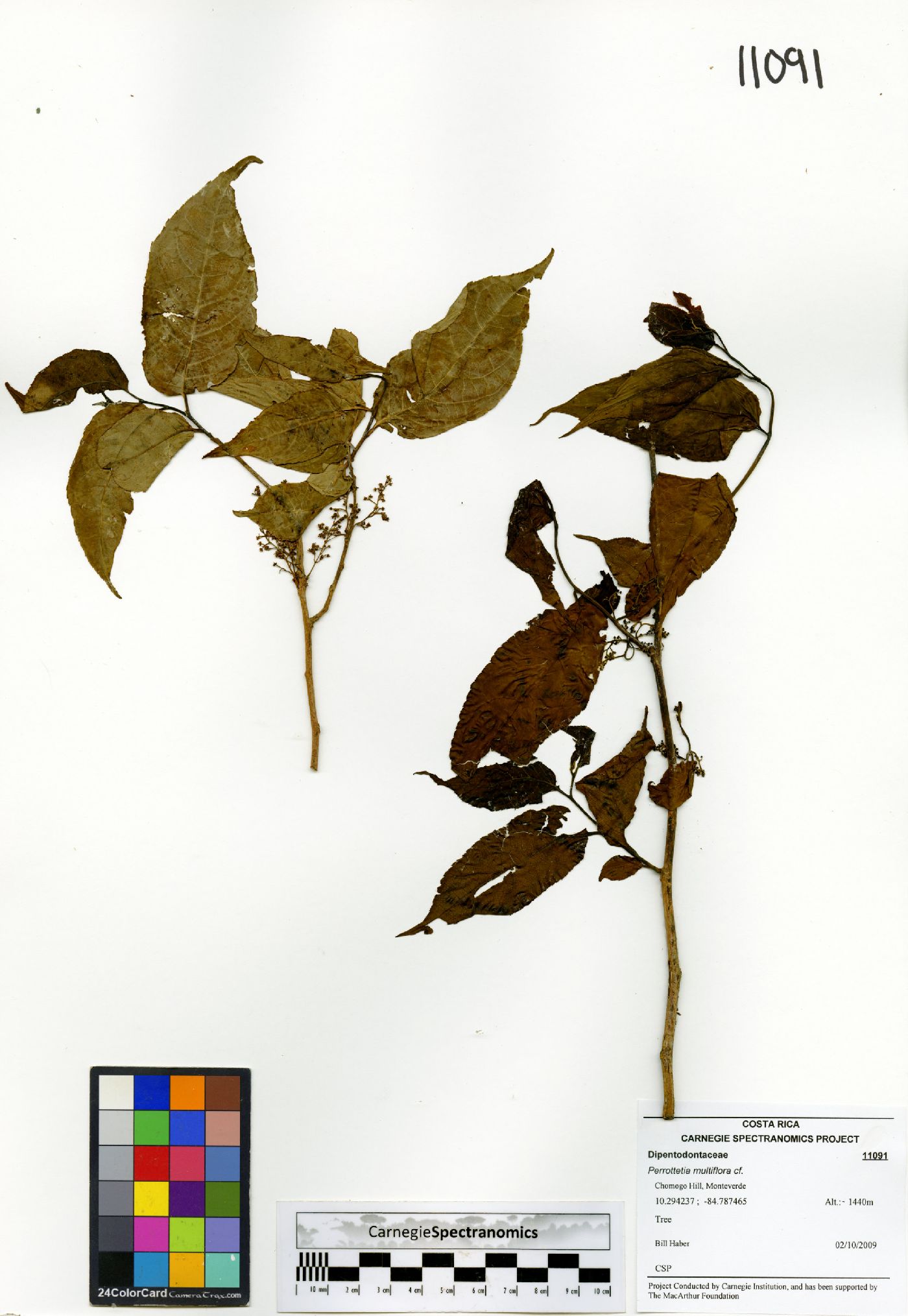 Perrottetia multiflora image