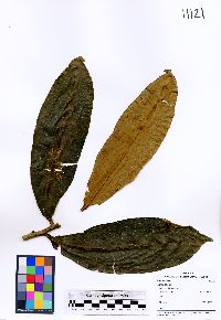 Ardisia palmana image