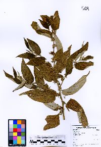 Trema micrantha image