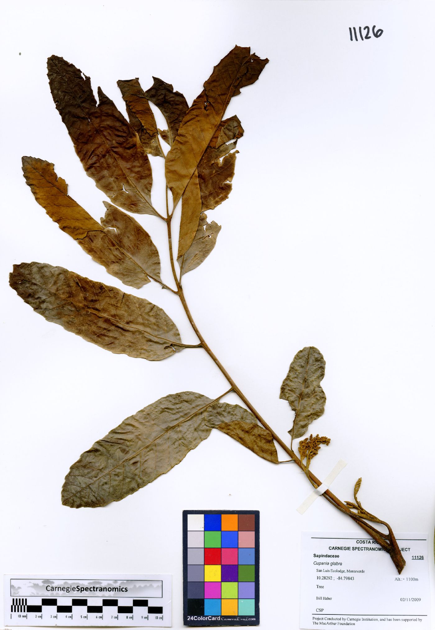 Cupania glabra image