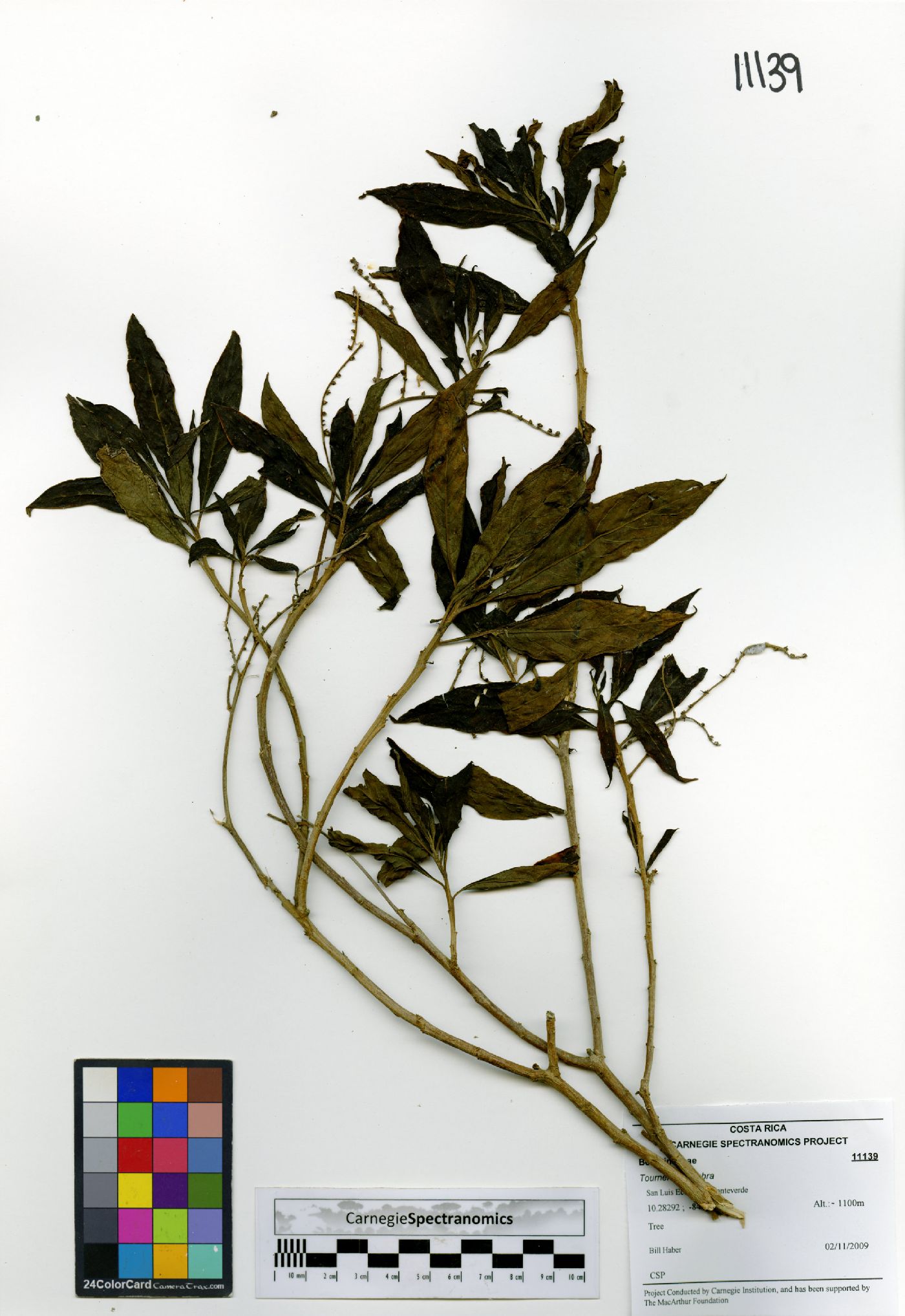 Tournefortia glabra image