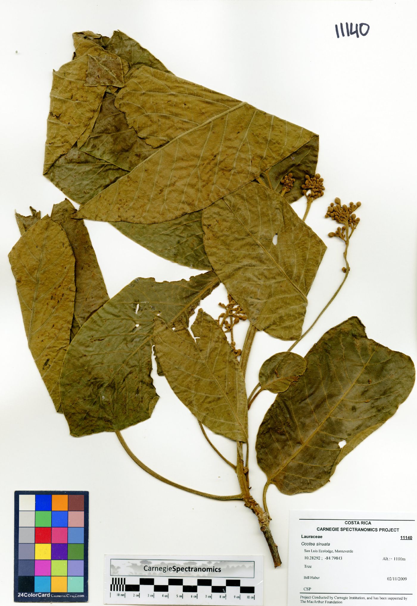 Ocotea sinuata image