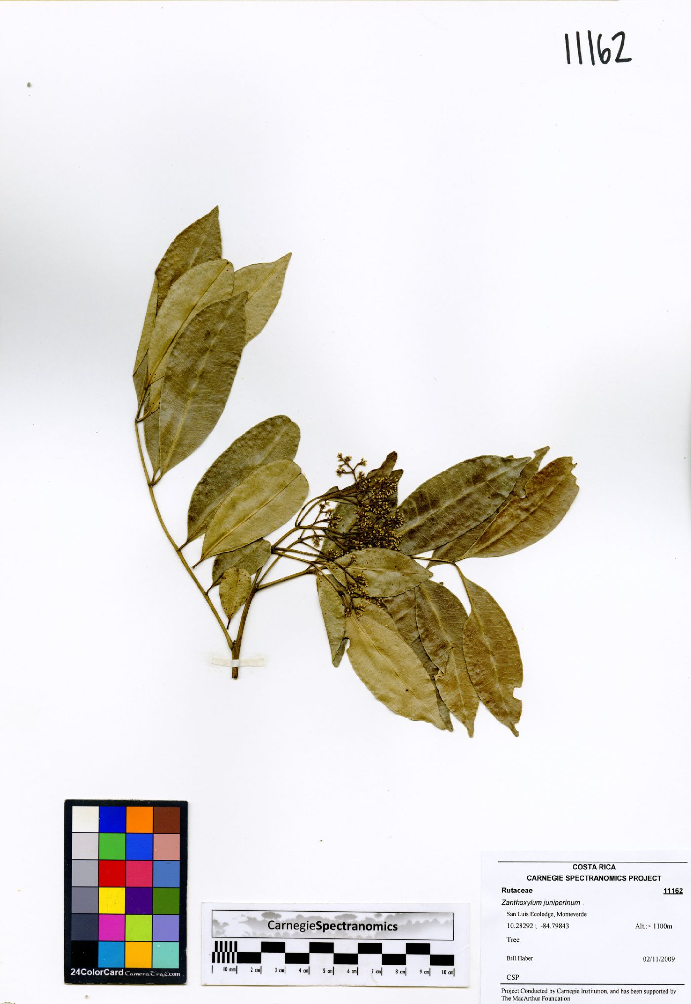 Zanthoxylum juniperinum image