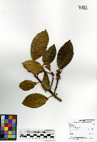 Ficus hartwegii image