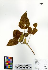 Croton gossypiifolius image