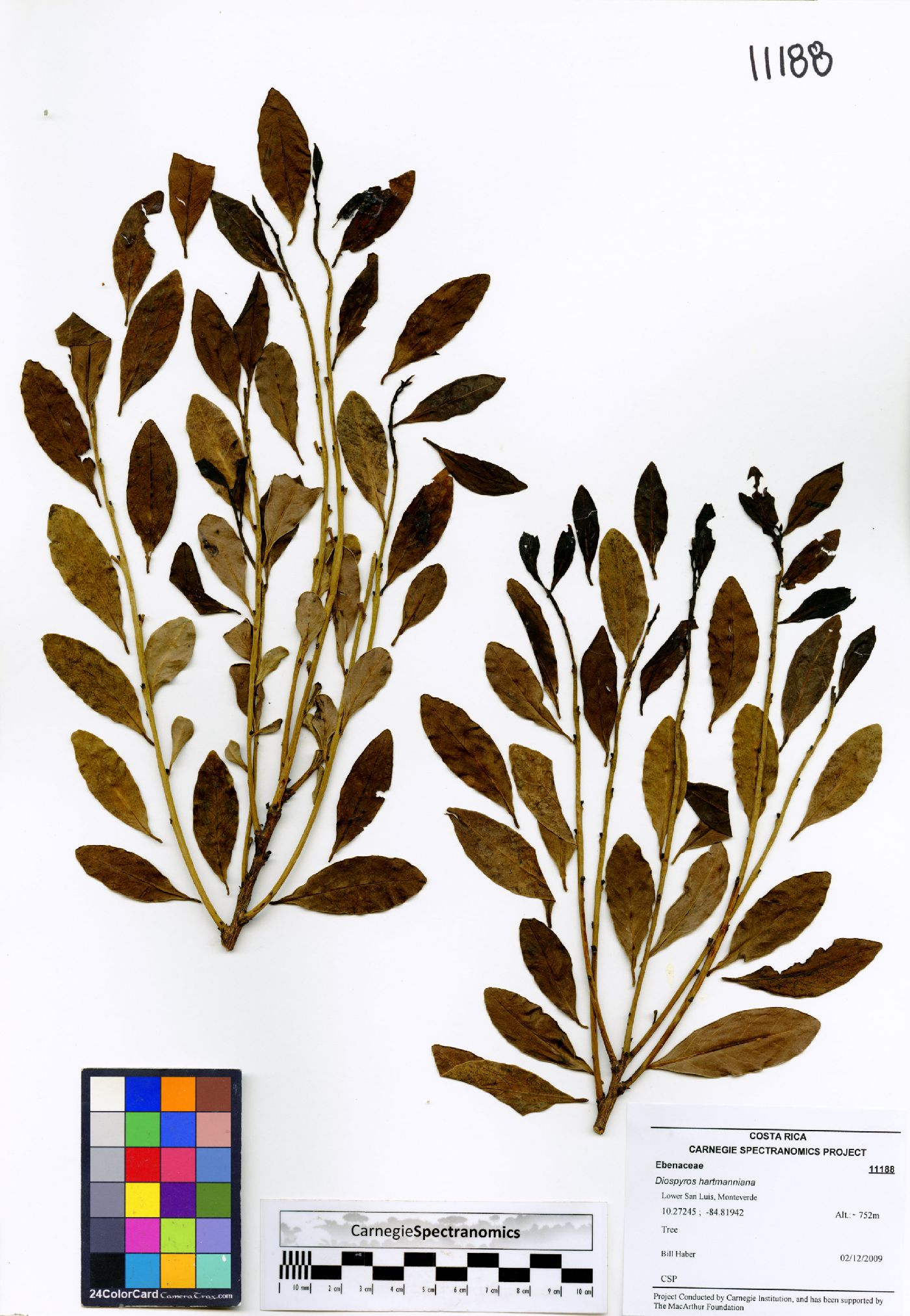 Diospyros juruensis subsp. hartmanniana image