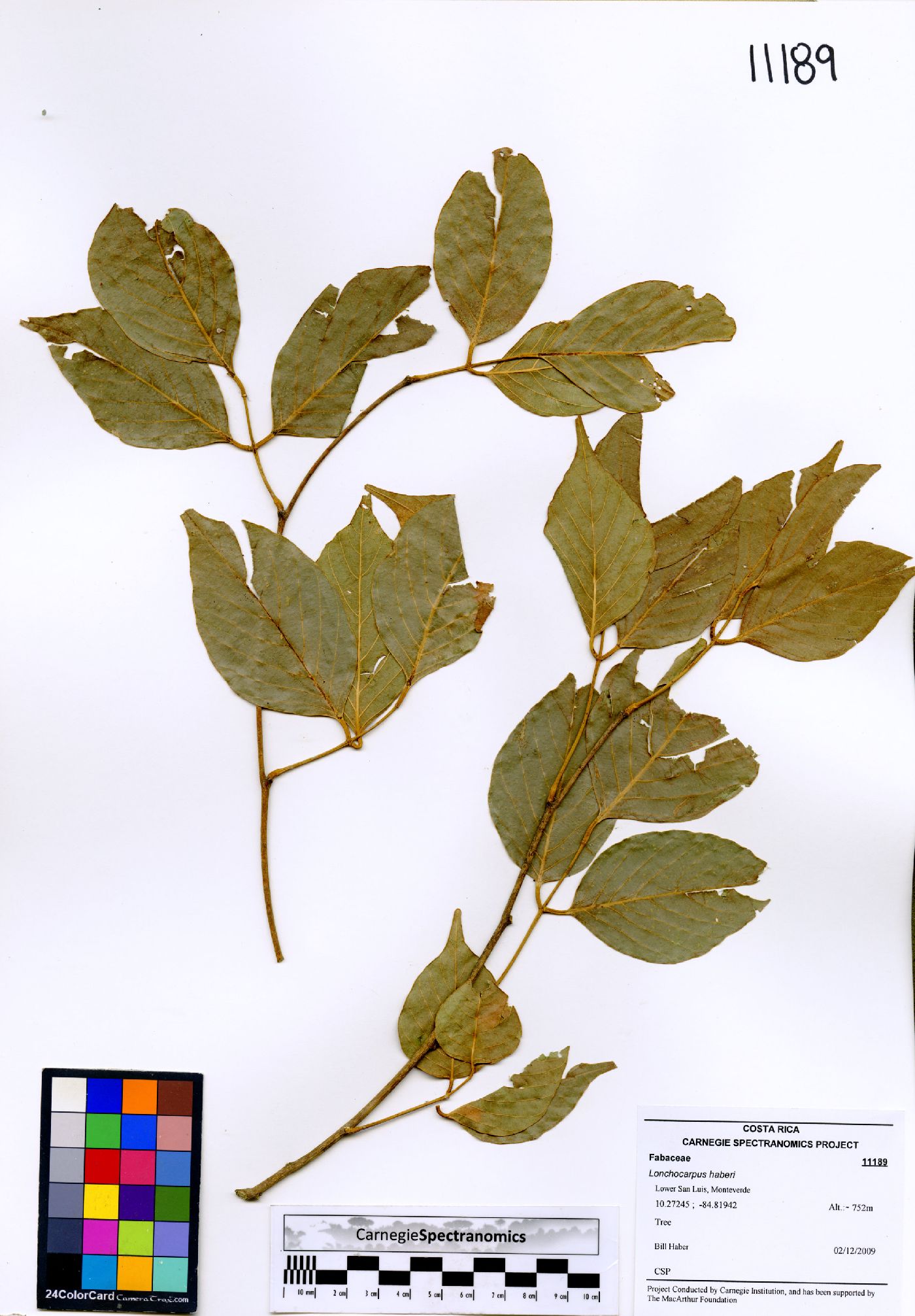 Lonchocarpus haberi image