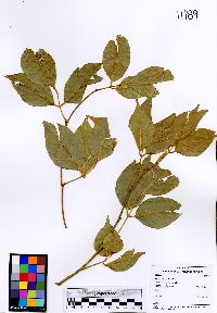 Image of Lonchocarpus haberi