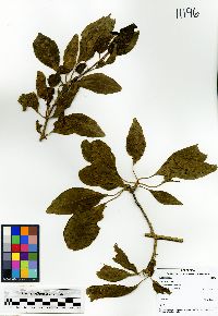 Pisonia aculeata image