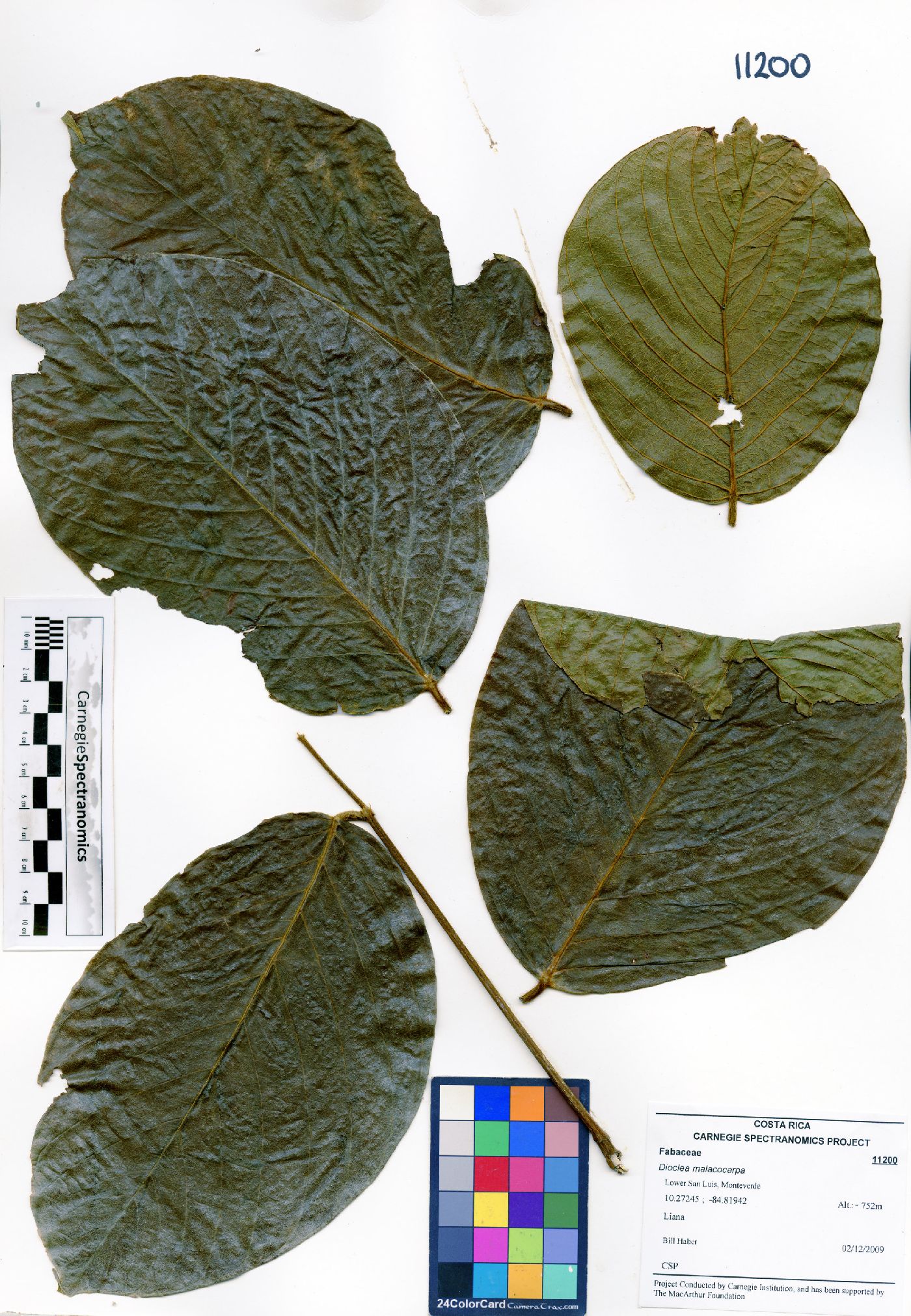 Dioclea malacocarpa image