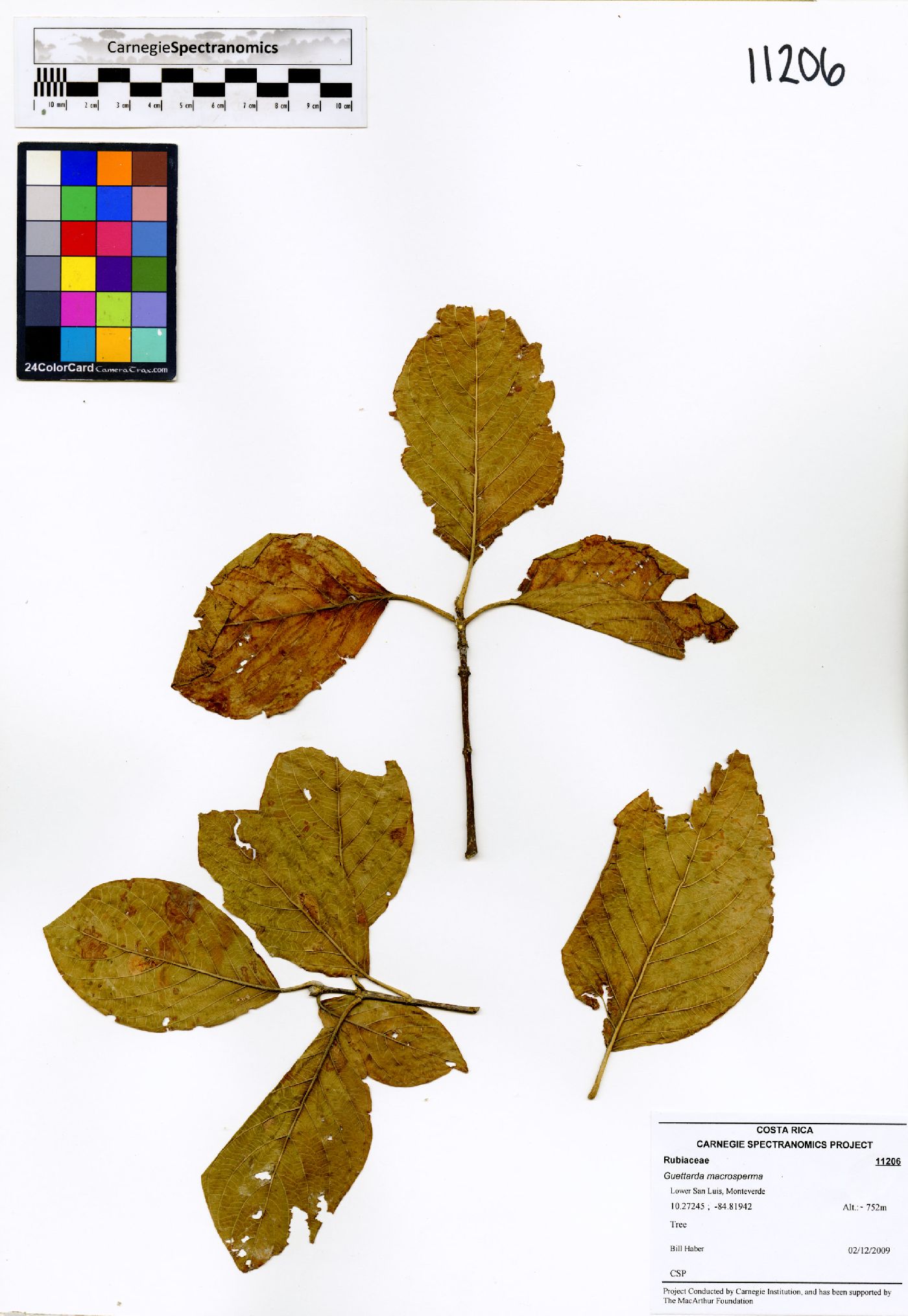 Guettarda macrosperma image