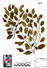 Diospyros juruensis subsp. hartmanniana image